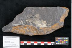 Foto (Objekt + Etikett) von Flabellaria sublongirhachis Ettingshausen (NHMW-GEO-2024-0188-10235)